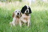 SETTER ANGLAIS 259